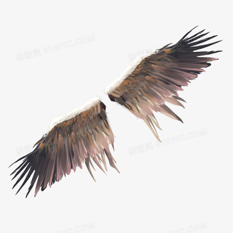 手绘写实动物羽毛翅膀素材