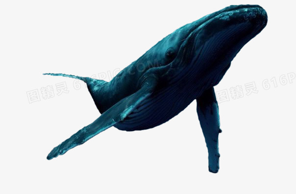 蓝色鲸鱼