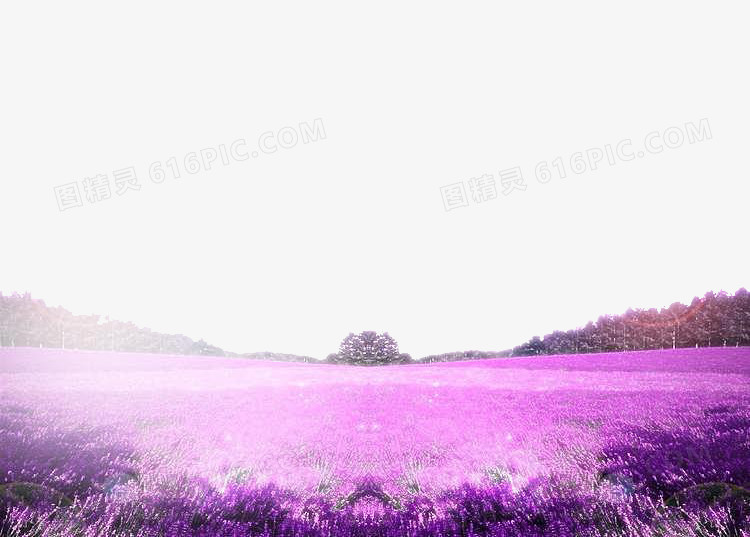 紫色花海唯美背景