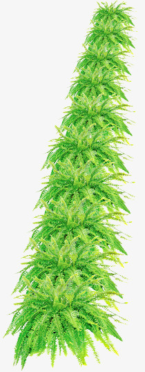 绿色植物装扮效果
