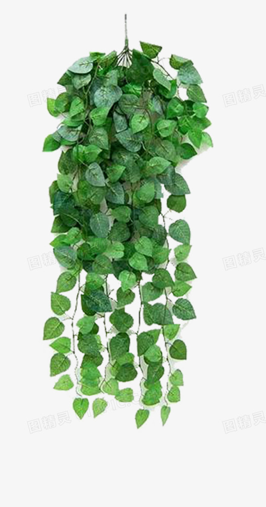 绿色植物吊兰素材