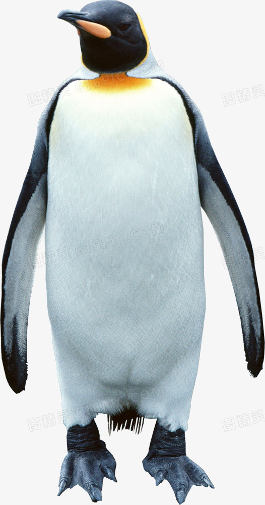 企鹅