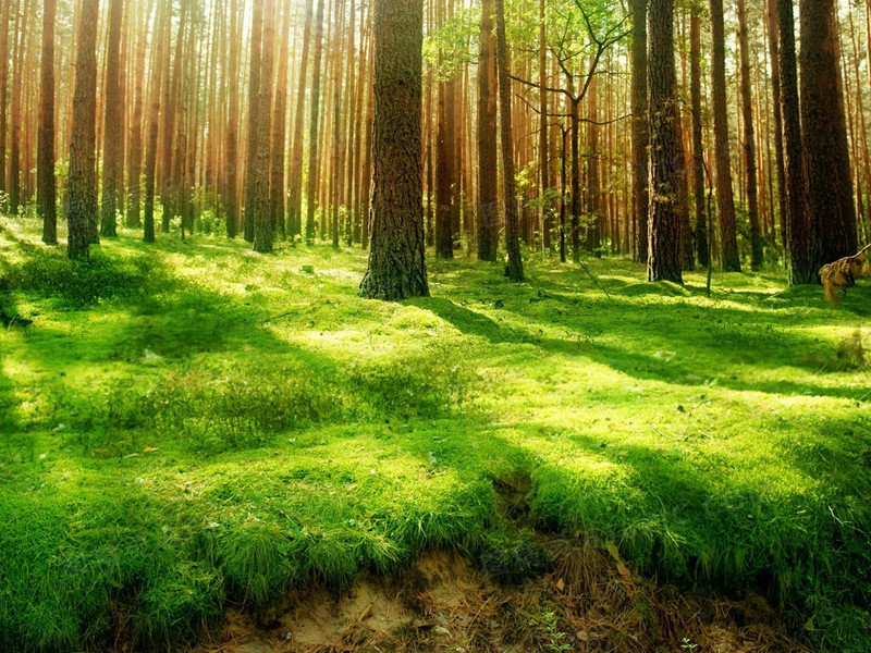 阳光照在绿色森林里