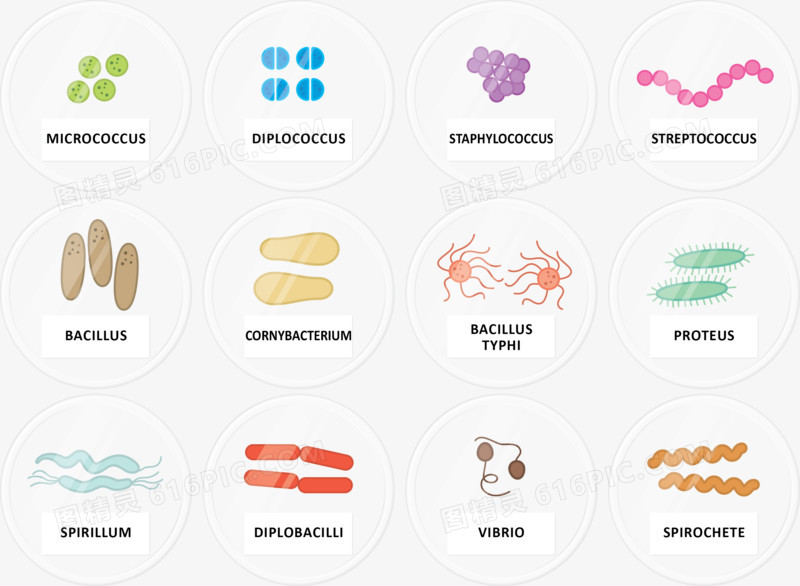 多种细菌形象图