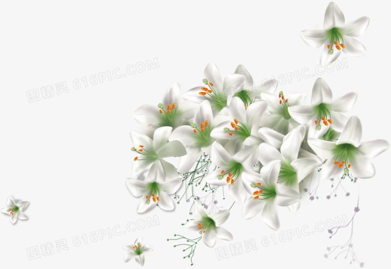 白色唯美花朵美景绽放