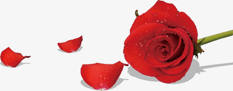 高清红色玫瑰花瓣装饰