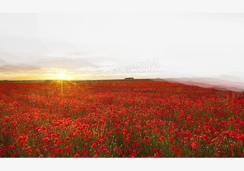 黄昏花海