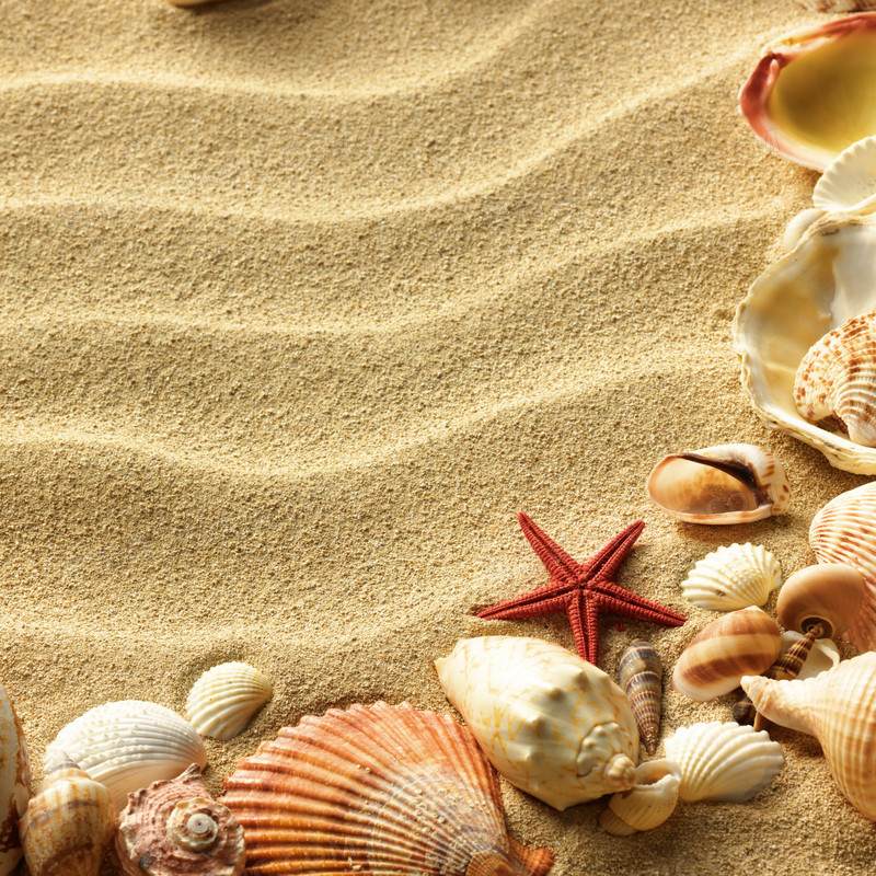 沙地上的海螺海星