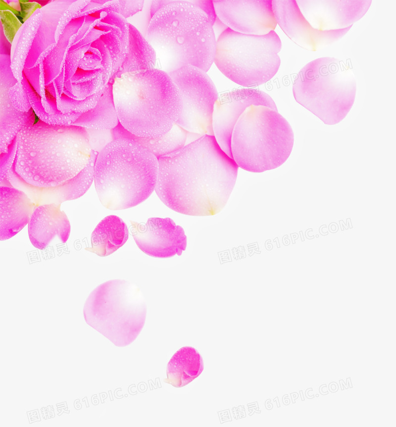 粉色玫瑰掉落花瓣医疗