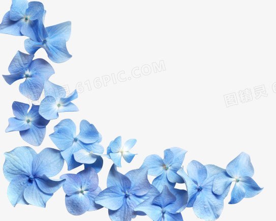 高清蓝色花朵花瓣