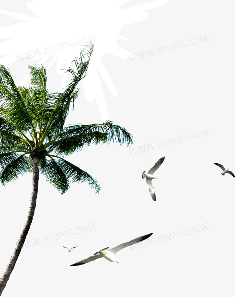 热带风情椰树海鸟