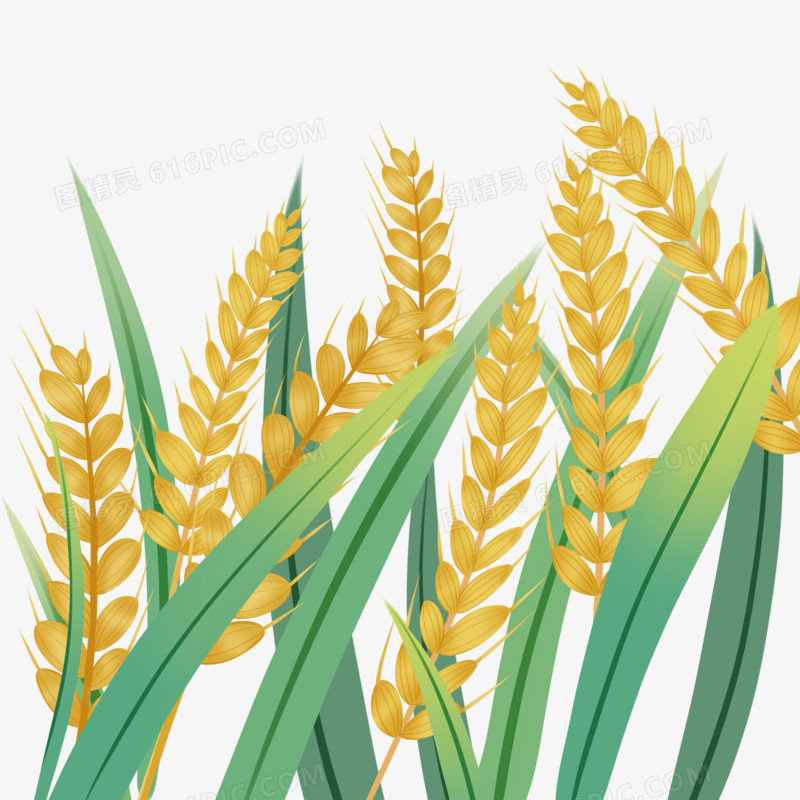 手绘写实小麦丛麦穗芒种丰收素材