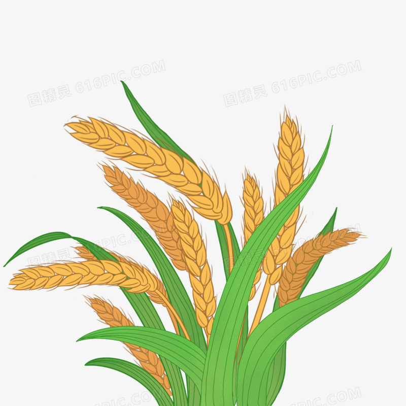 手绘写实小麦水稻丛免抠元素
