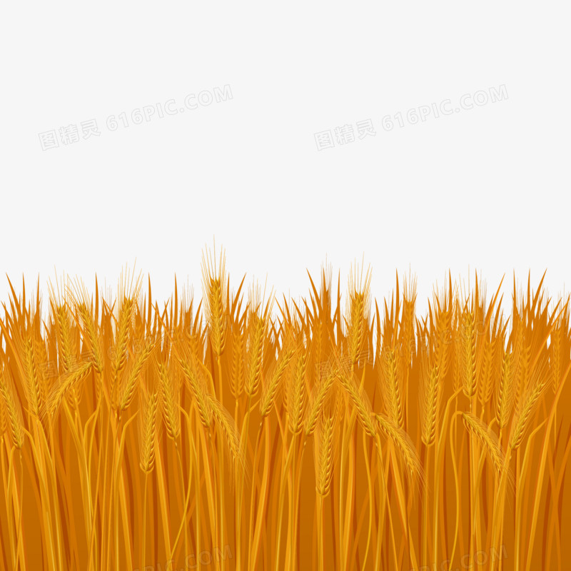 手绘矢量写实小麦丛稻田素材