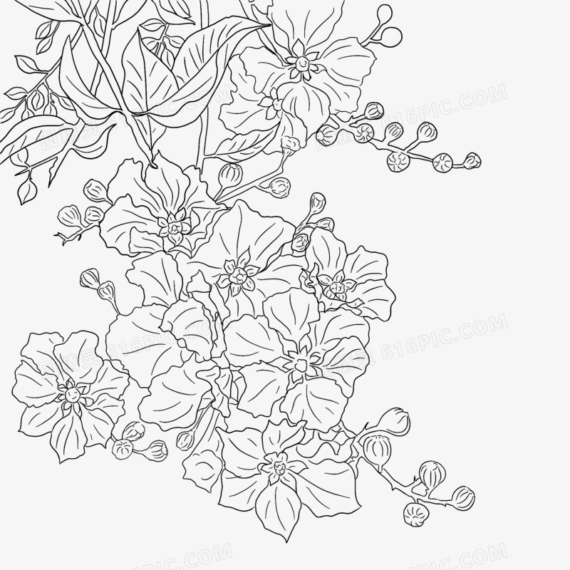 手绘线稿花卉素材