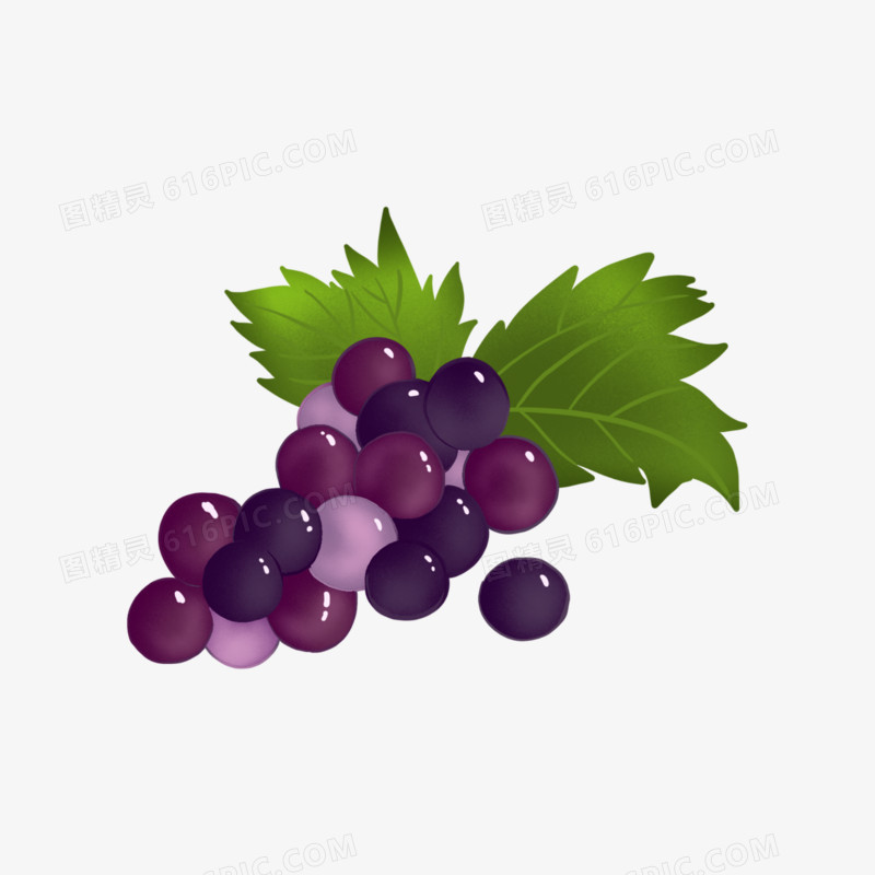 一组手绘写实水果合集免抠之葡萄素材