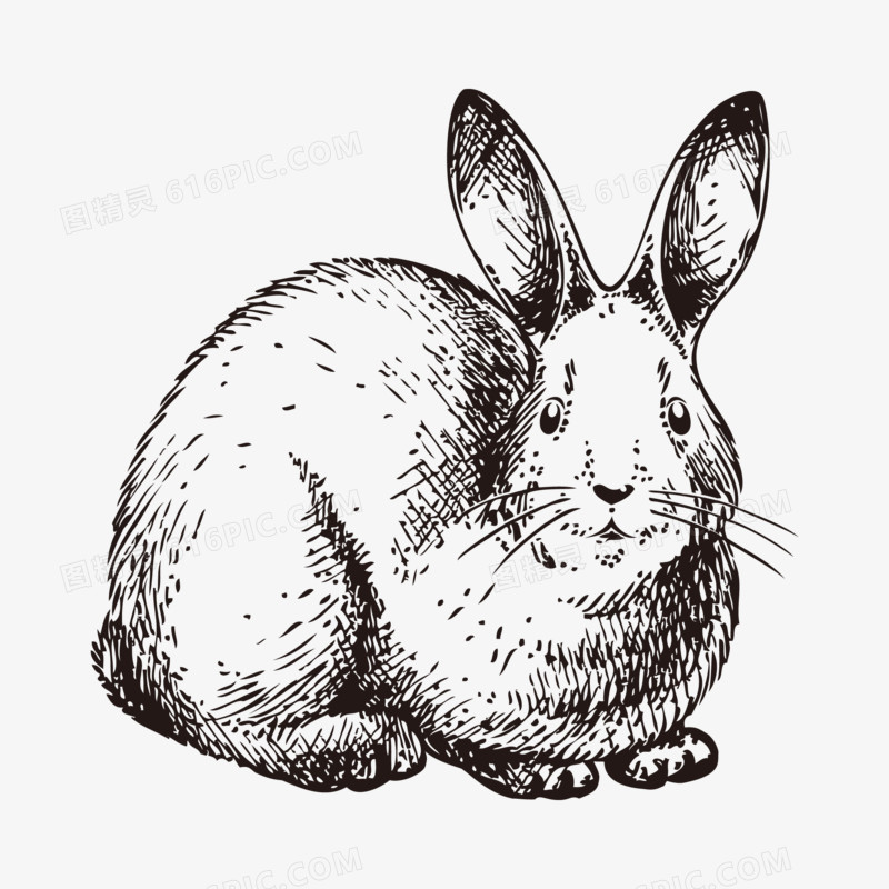 手绘矢量线描兔子素材