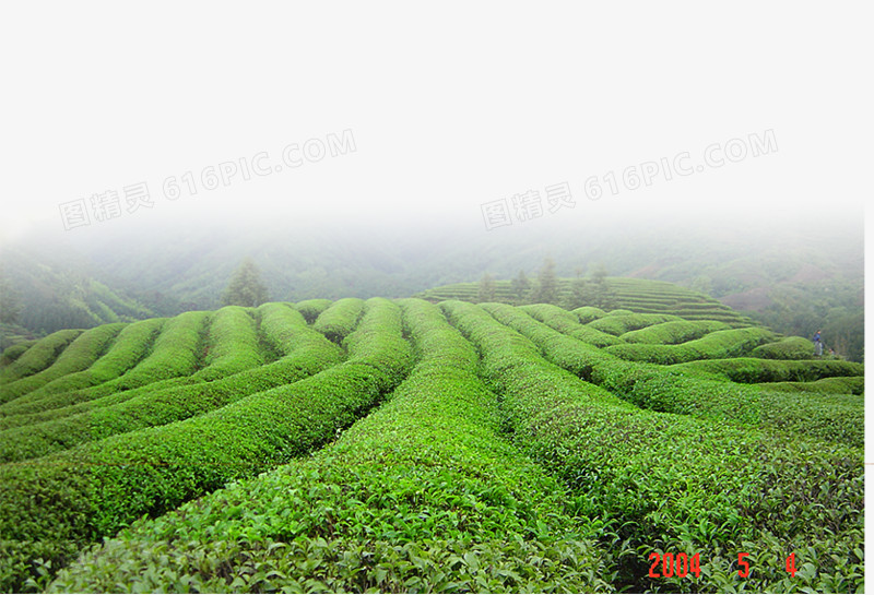 茶叶