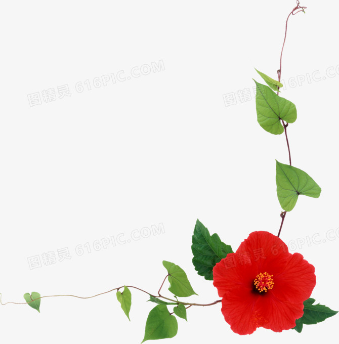 花卉绿叶图案