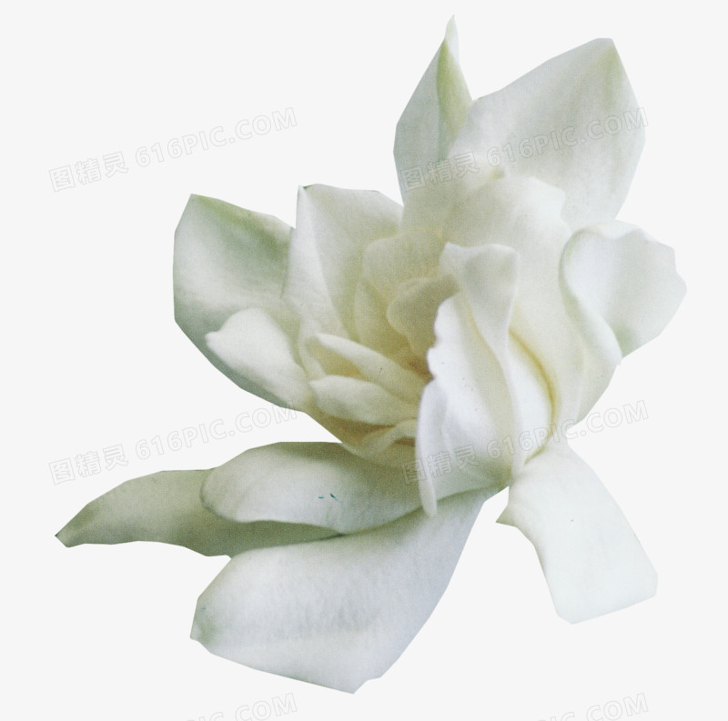 手绘花朵花朵海报背景 白色花