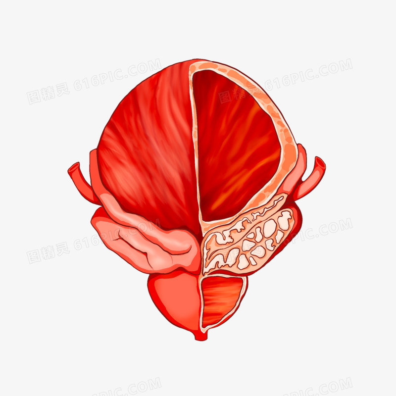 手绘人体器官膀胱免抠素材