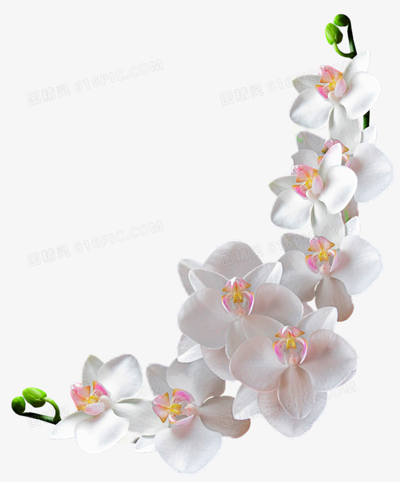 花朵花