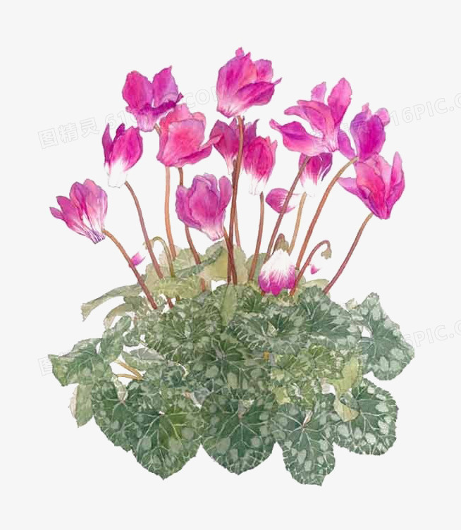 紫红色花