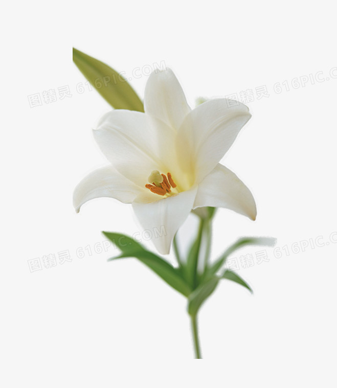 花卉