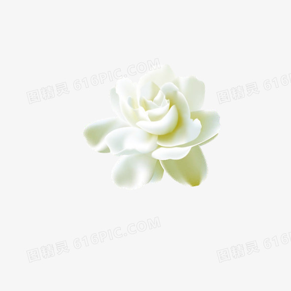 白花