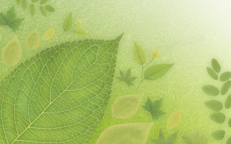 绿色叶子清新大自然壁纸