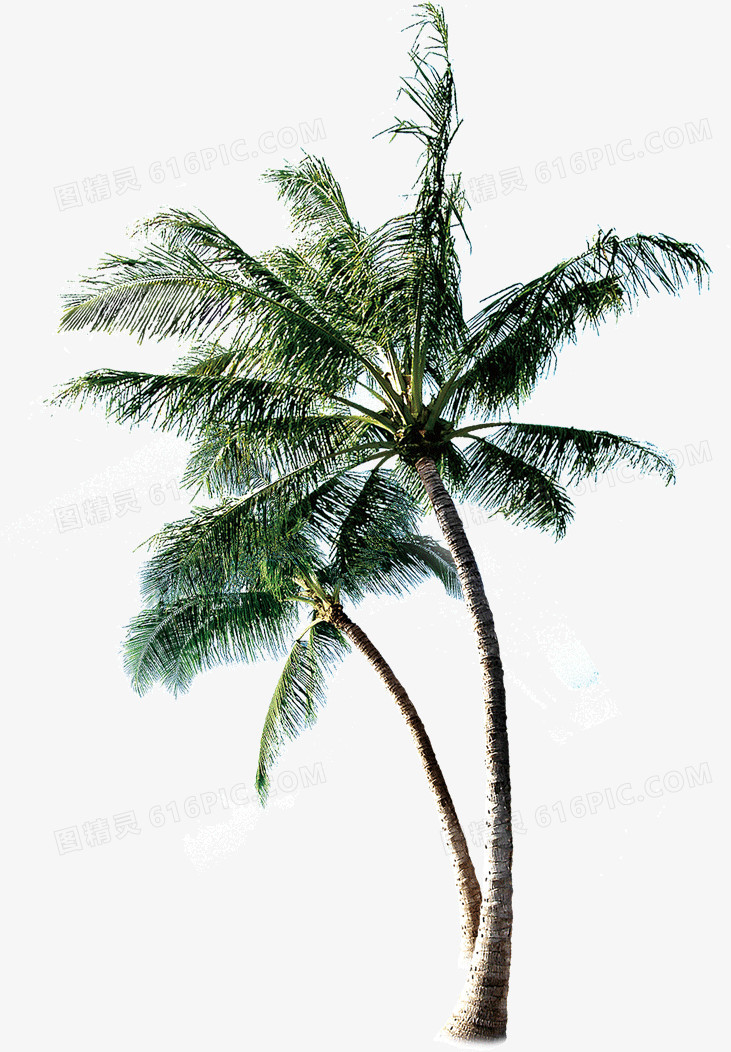 热带植物