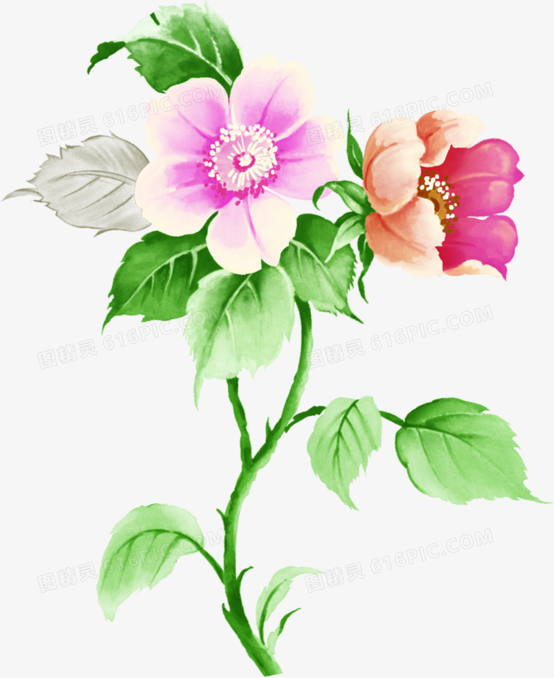 彩绘荷花夏日
