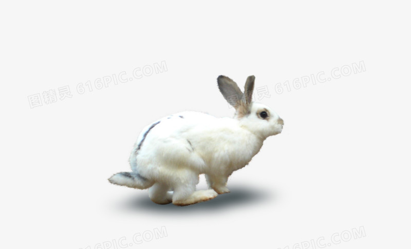 兔子