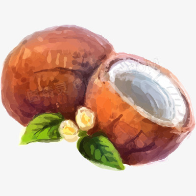 椰子