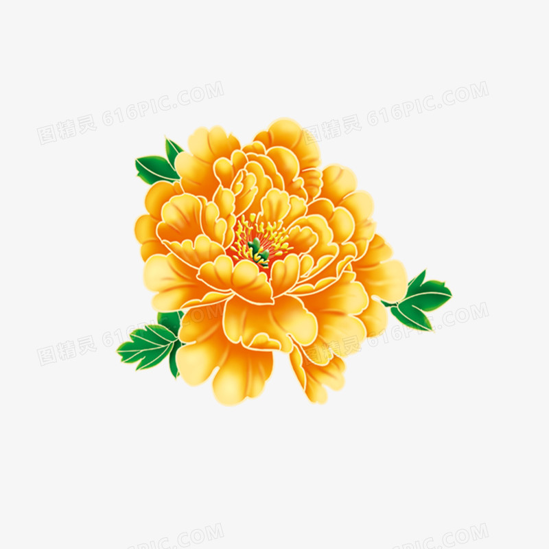 牡丹