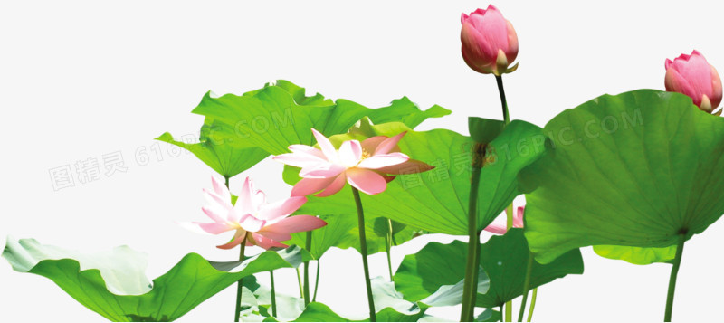 莲花