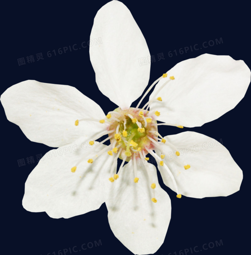 白色花瓣黄色花蕊的迎春花