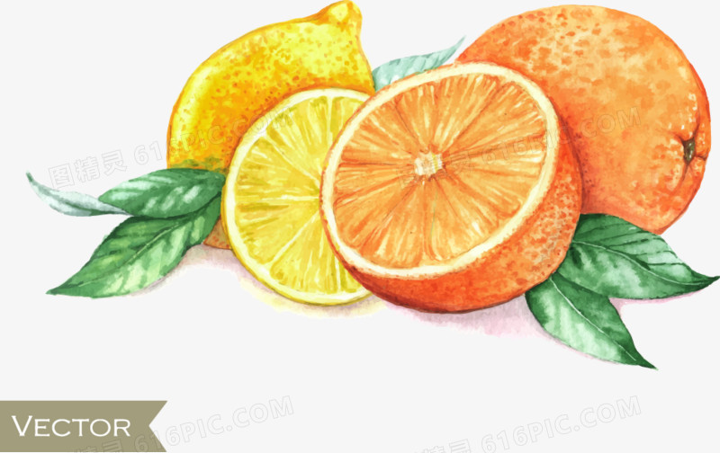 手绘橙子和柠檬