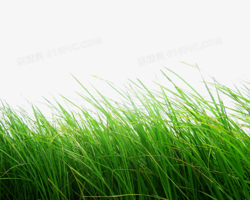 Png Grass by Moonglowlilly on deviantART