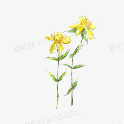 黄花