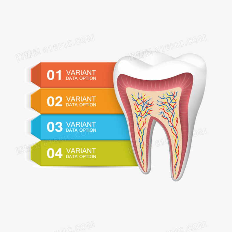 牙齿数据图