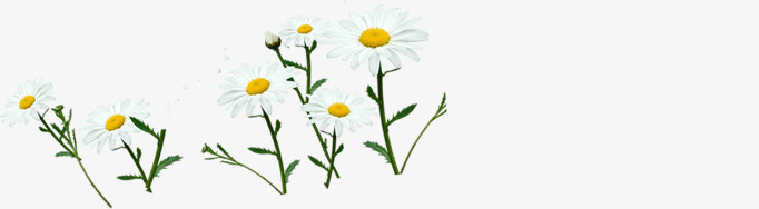 白色唯美花朵植物创意春天美景