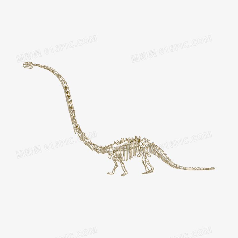 一组手绘线稿线描风恐龙骨骼化石元素