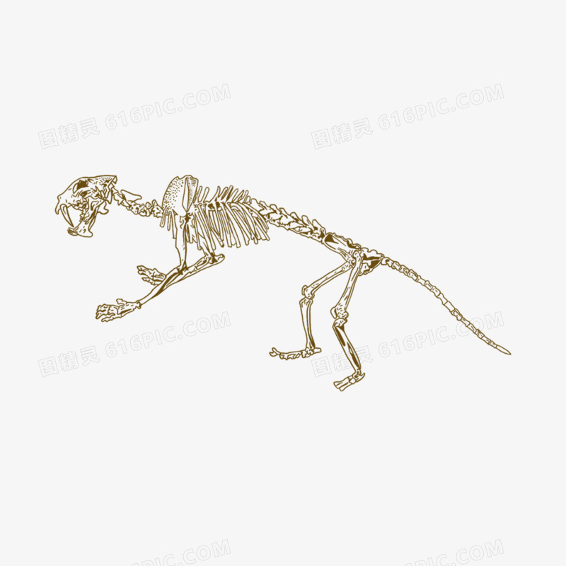 一组手绘线稿线描风恐龙骨骼化石元素