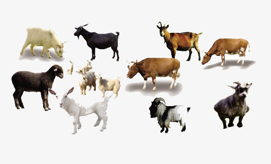 牛羊牲畜