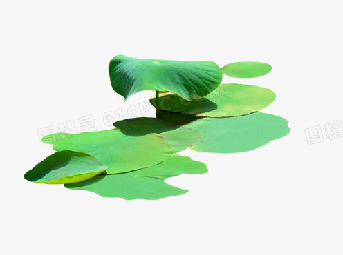 中国风-荷叶