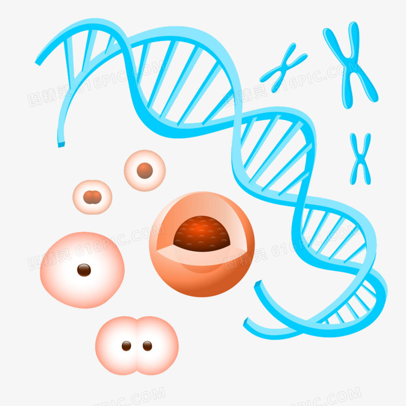 染色体和细胞