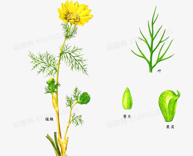 种植金盏花