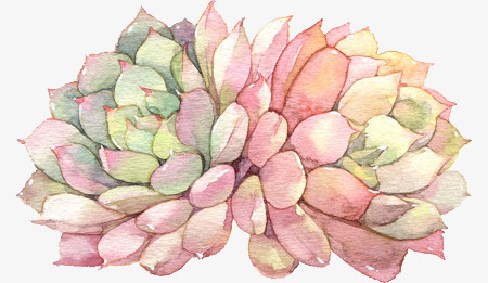 手绘水彩粉色多肉植物