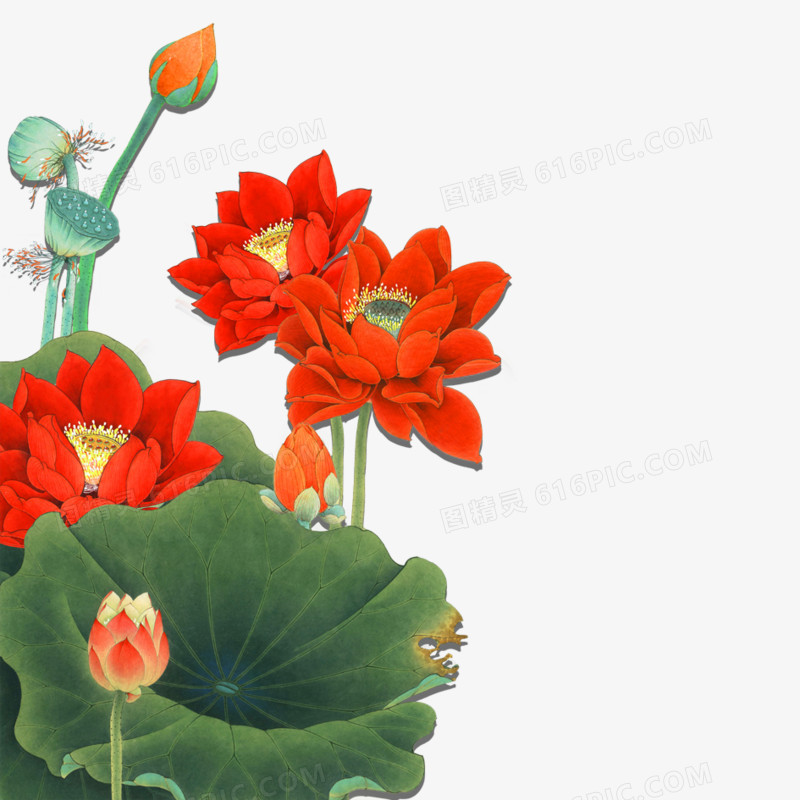 荷花